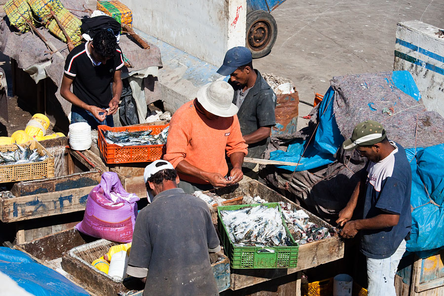  Cleaning the fish Essaouira harbour   Morocco
